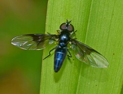 Ocyptamus dimidiatus