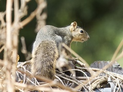 Sciurus niger