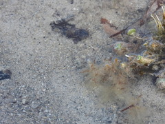 Bathygobius soporator