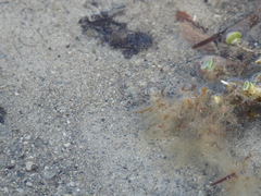 Bathygobius soporator