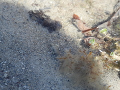 Bathygobius soporator