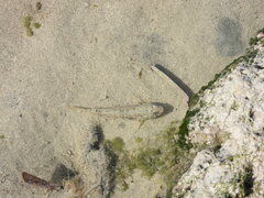 Bathygobius soporator