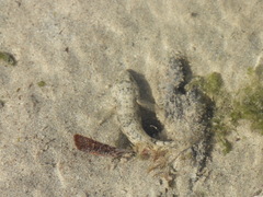 Bathygobius soporator