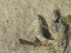 Bathygobius soporator