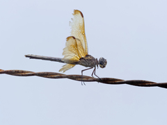 Erythrodiplax funerea