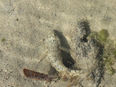 Bathygobius soporator