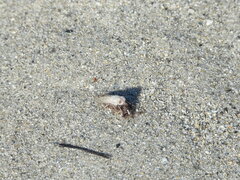 Stenotabanus psammophilus