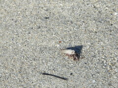 Stenotabanus psammophilus