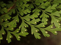 Dryopteris glabra pusilla