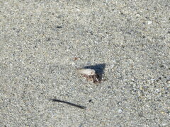 Stenotabanus psammophilus