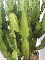 Euphorbia ingens