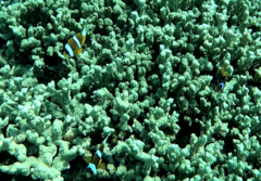 Amphiprion