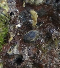 Patellidae
