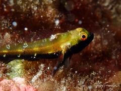 Helcogramma decurrens