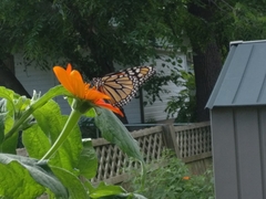 Danaus plexippus
