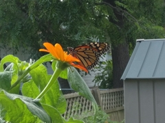 Danaus plexippus