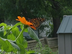Danaus plexippus