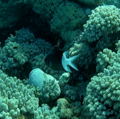 Acanthochromis polyacanthus