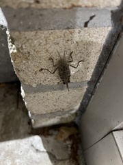 Spharagemon cristatum