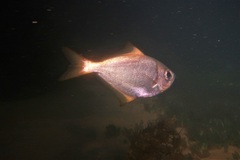 Schuettea scalaripinnis