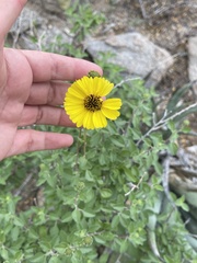Encelia asperifolia