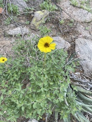 Encelia asperifolia