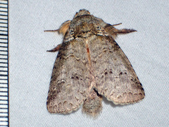Drugera mimica