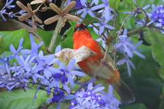 Foudia madagascariensis