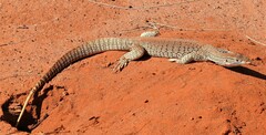 Varanus gouldii