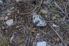 Melanargia occitanica