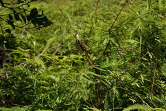 Gleichenia microphylla