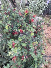 Calliandra californica