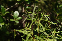 Gleichenia microphylla