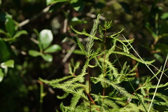 Gleichenia microphylla