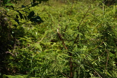 Gleichenia microphylla