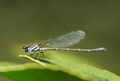 Onychargia atrocyana