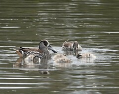 Malacorhynchus membranaceus