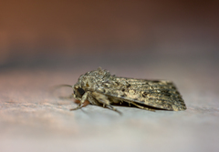 Spodoptera cilium