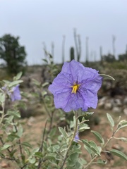 Solanum hindsianum