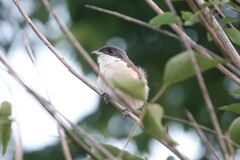 Lanius collurioides
