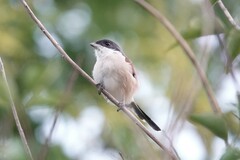 Lanius collurioides