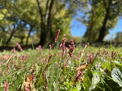 Persicaria longiseta