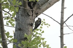 Yungipicus canicapillus