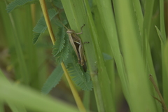 Stenocatantops splendens