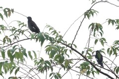 Acridotheres cristatellus