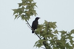 Acridotheres cristatellus