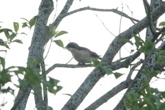 Lanius collurioides