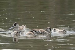 Malacorhynchus membranaceus