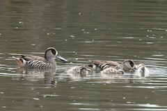 Malacorhynchus membranaceus