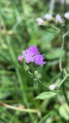 Cyanthillium cinereum